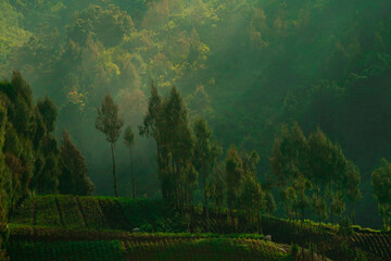 Fototapeta na wymiar photo of rural scenery in Indonesia, village in the mountains in Indonesia