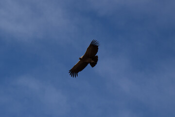 Andean condor (Vultur gryphus) flying with open wings through the blue sky in the mountains of the...