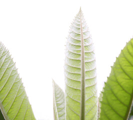 Loquat tree leaves