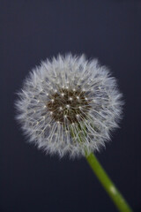 Dandelion flower seed pod