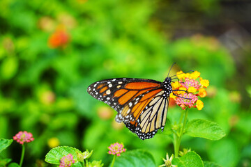 Obraz na płótnie Canvas monarch butterfly on a flower
