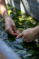 Lavagem das folhas de chacrona (ayahuasca/Santo Daime)