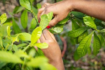 Colheita das folhas de Chacrona (Ayahuasca e Santo Daime)
