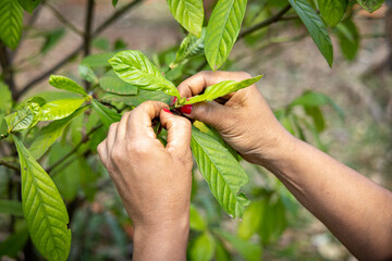 Colheita das folhas de Chacrona (Ayahuasca)