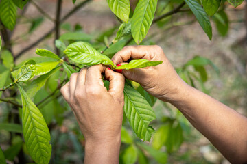 Colheita das Folhas de Chacrona (Ayahuasca)
