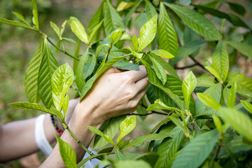 Colheita da Folha de Chacrona (Ayahuasca)