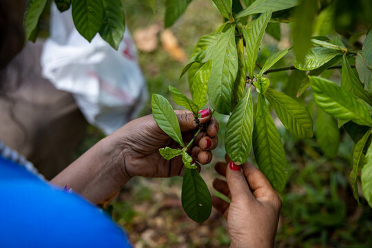Colheita das folhas de Chacrona (Ayahuasca)