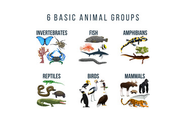 Basic animal groups and biological educational zoology scheme ( invertebrates, fish, amphibians, reptiles, birds, mammals)