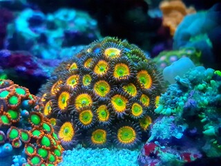 Close up photography of colorful zoanthids polyps