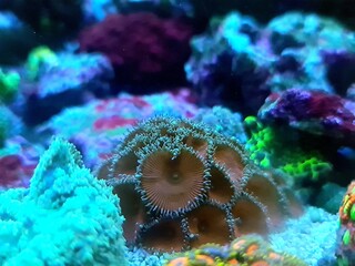 Close up photography of colorful zoanthids polyps