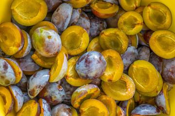 Juicy pulp of plums texture. Farm organic bio fruits.Plums harvest.Plum jam preparation.plum abundance 