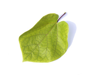 Heart-shaped round leaves isolated white background.