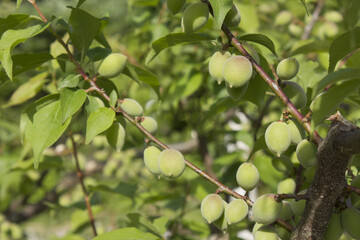 Plums hanging on branches on a farm.