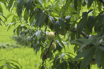 It is a tree where peach fruits grow.