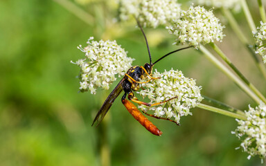 fly on flower