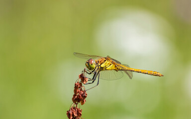 dragonfly resting on a leaf