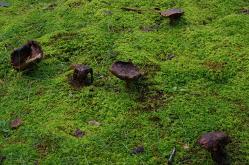 苔ときのこ K3CP6082