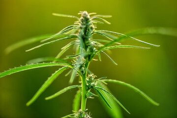 Ripe medical cannabis. Close-up, selective focus.