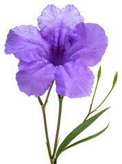 Ruellia simplex or Mexican petunia flower with leaf isolated on white background, Mexican bluebell or Britton's wild petunia flower on White Background PNG file.