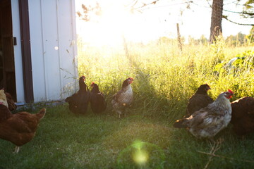 Chickens on a small farm in the country. Small scale poultry farming in Ontario, Canada.