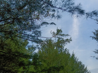 view of trees in blue sky, in daytime.