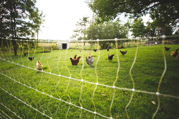 Chickens on a small farm in the country. Small scale poultry farming in Ontario, Canada.