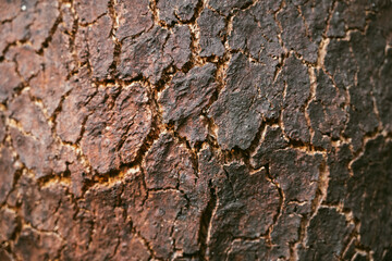 Oak bark texture