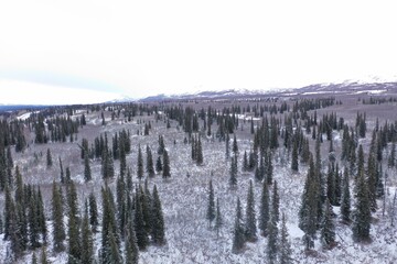 snow covered trees