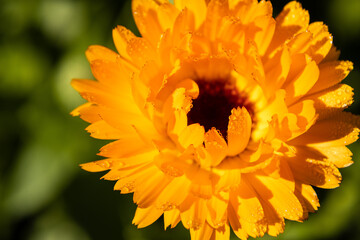 orange flower