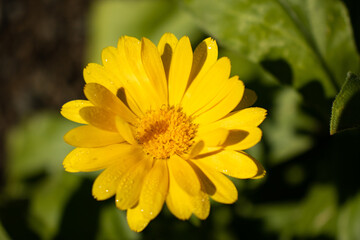 yellow flower