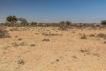 Arid landscape of central Somaliland
