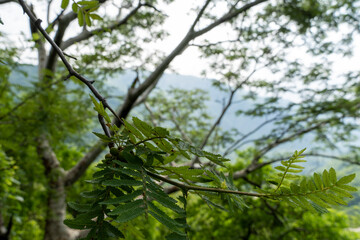 trees framing mountains, huentitan canyon in guadalajara, mountains and trees, green vegetation and sky with clouds, mexico