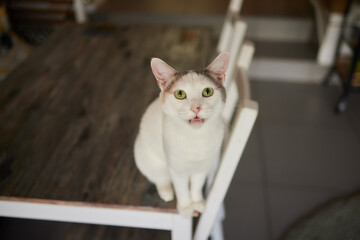cat lying down on wooden table looking at camera.