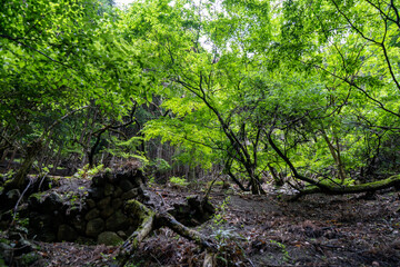 緑が鮮やかな木々