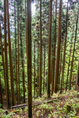 垂直に伸びる木々