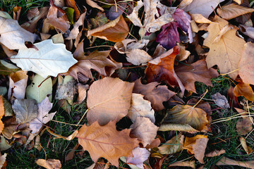 The texture of the leaves. Autumn background from leaves.