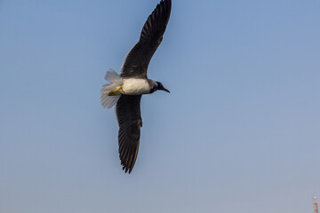 Gull in Tadjoura town, Djibouti