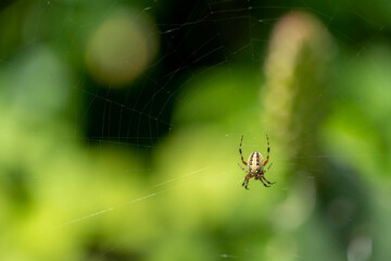 spider building spiderweb with green and beautiful bokeh, guadalajara, jalisco