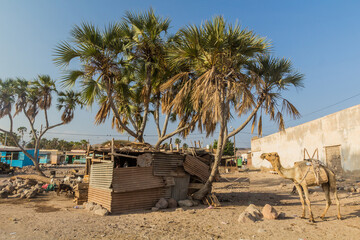 Animals in the center of Tadjoura, Djibouti