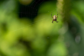 spider building spiderweb with green and beautiful bokeh, guadalajara, jalisco