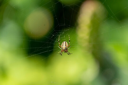 spider building spiderweb with green and beautiful bokeh, guadalajara, jalisco