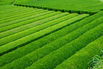 Fototapete Rund 茶畑 © ken