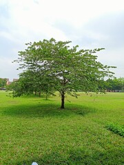 Fototapeta na wymiar Singapore cherry tree (Muntinga Calabura L.) growing in the field
