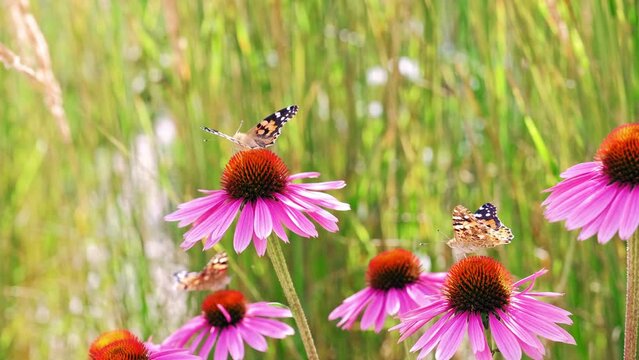 Beautiful Vanessa Cardui Painted Lady Butterfly Insect Sitting on Echinacea purpurea Eastern Purple Coneflower Flower Drinking Nectar