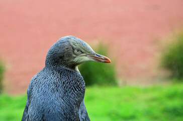 Penguin in right profile - New Zealand