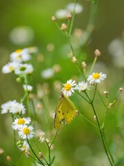 ヒメジオンの蜜を懸命に吸うモンキチョウ