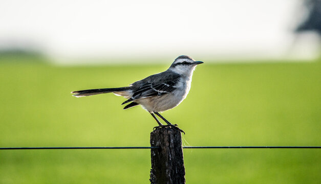 CALANDRIA