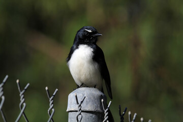 Willie wagtail bird sitting on a fence post in Australia