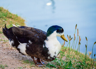 atlantic puffin bird