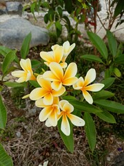 Obraz na płótnie Canvas yellowish white frangipani flowers that bloom in the garden